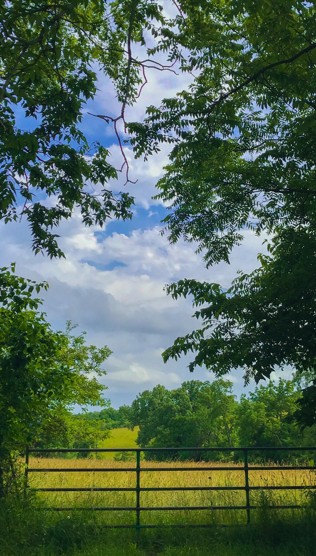 A farm gate in the foreground, with a wheat field behind it, and blue skies with clouds above. Framed by Trees standing tall either side of the gate. Photo by Everett Bartels on Unsplash.